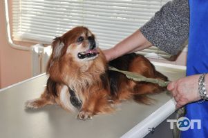 Vet Health, ветеринарна клініка - фото 9