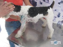 отзывы о Vip хвіст фото