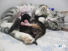 Vip хвіст, ветеринарная клиника - фото 8