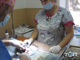 Vip хвіст, ветеринарная клиника - фото 10