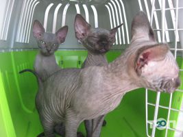 Vip хвіст, ветеринарная клиника - фото 9