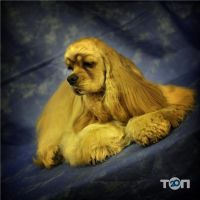 відгуки про ВетСервіс фото