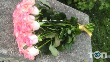 Roses Житомир фото