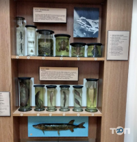 Музеї, виставки Житомирський краєзнавчий музей фото