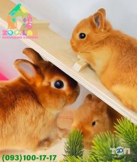 zoolab.ua Чернівці фото