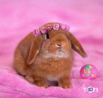 Zoolab, розплідник фото