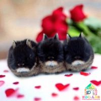 zoolab.ua відгуки фото