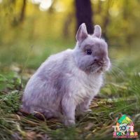 Зоомагазини і послуги для тварин zoolab.ua фото