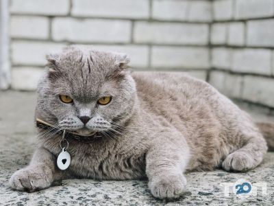 Добродій, ветеринарная амбулатория