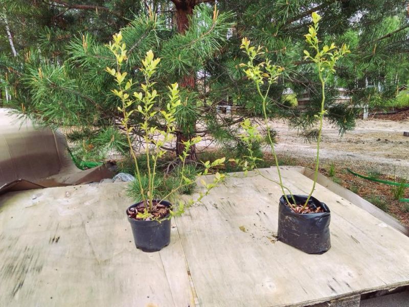 Эко-фермы и поля Киевской области: гастротур