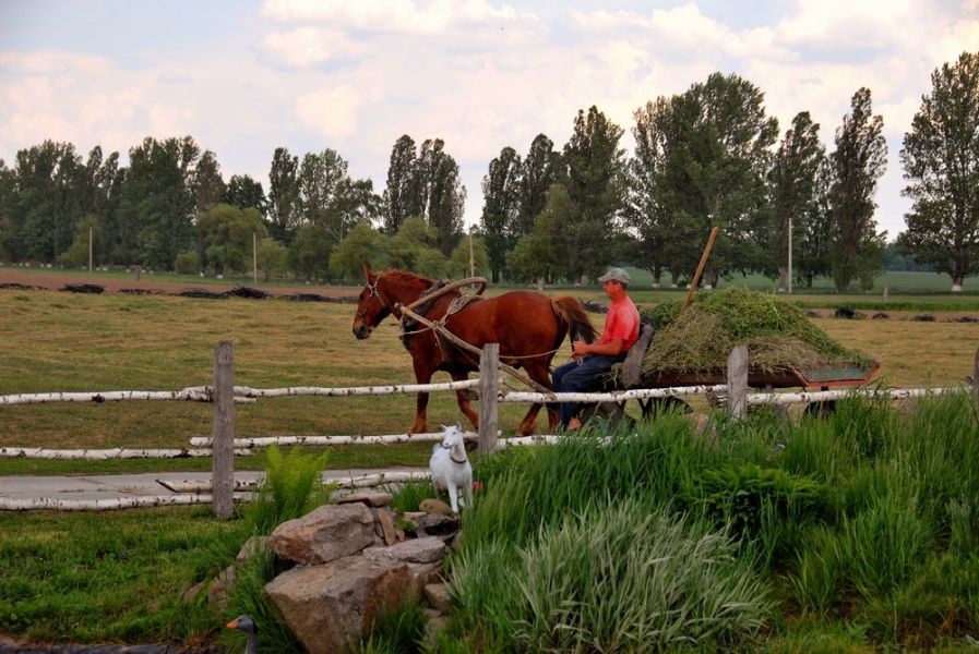 Эко-фермы и поля Киевской области: гастротур