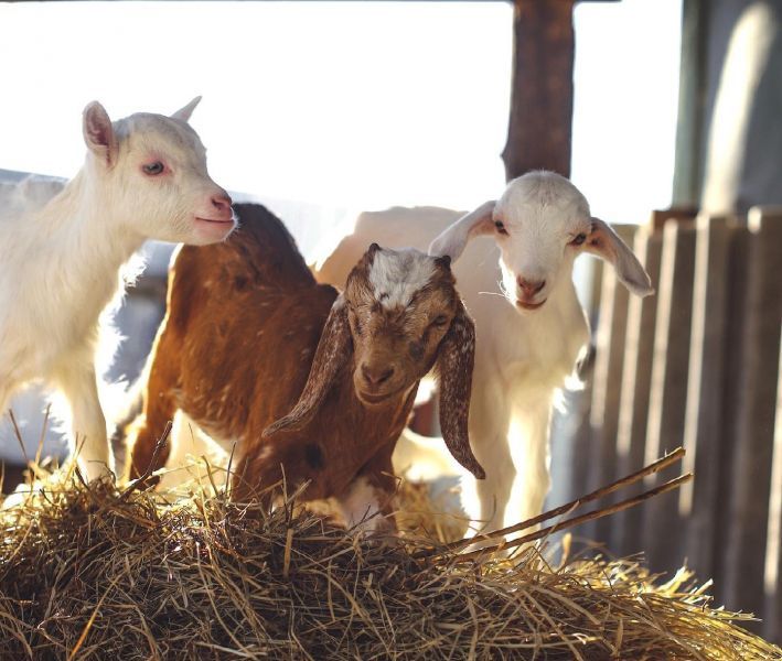 Эко-фермы и поля Киевской области: гастротур