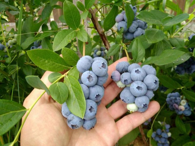 Эко-фермы и поля Киевской области: гастротур