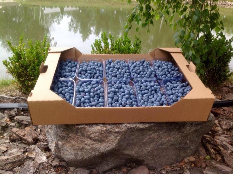 Эко-фермы и поля Киевской области: гастротур