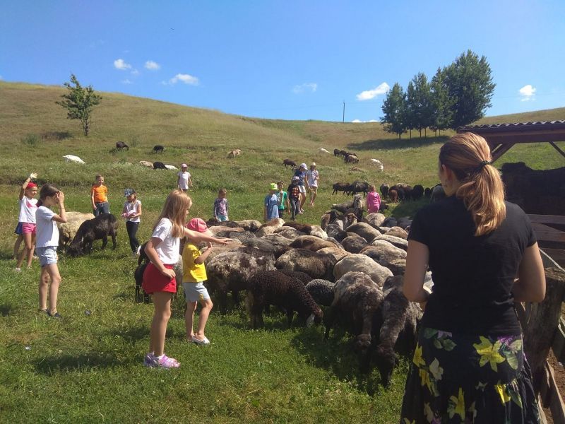Эко-фермы и поля Киевской области: гастротур