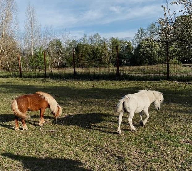 Эко-фермы и поля Киевской области: гастротур
