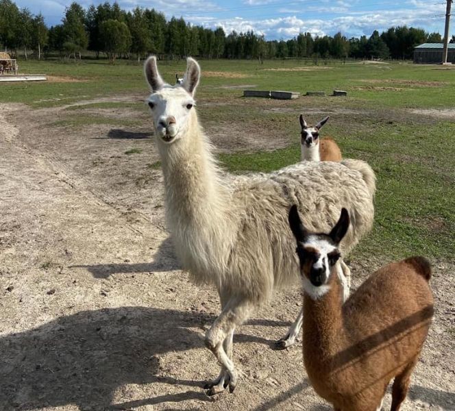 Эко-фермы и поля Киевской области: гастротур