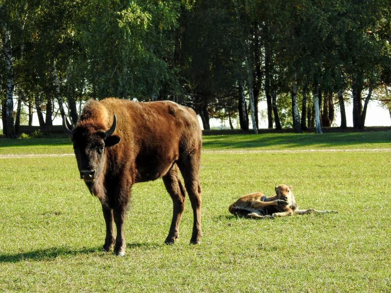 Эко-фермы и поля Киевской области: гастротур