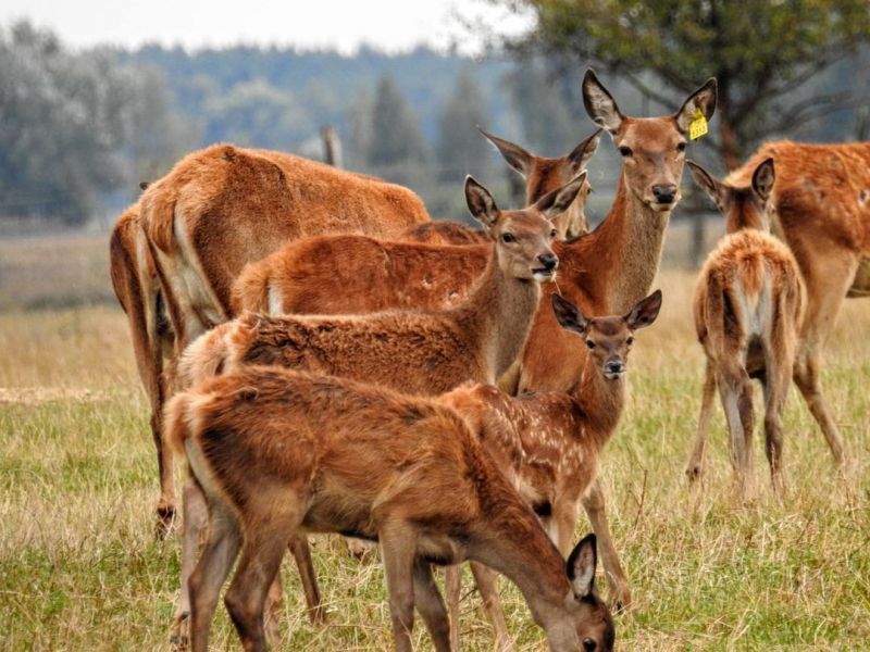 Эко-фермы и поля Киевской области: гастротур