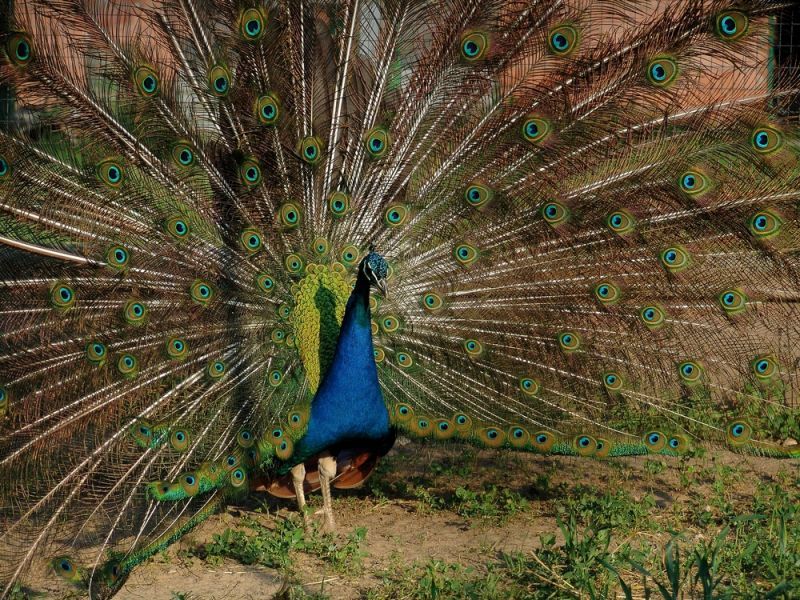 Эко-фермы и поля Киевской области: гастротур