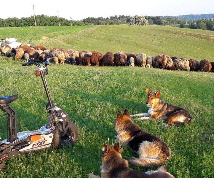 Эко-фермы и поля Киевской области: гастротур