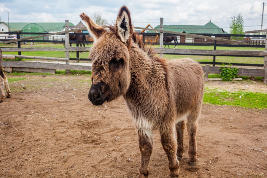 Эко-фермы и поля Киевской области: гастротур