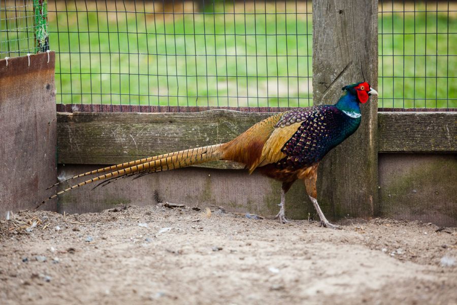 Эко-фермы и поля Киевской области: гастротур