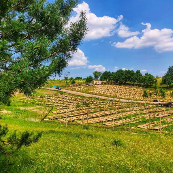 Эко-фермы и поля Киевской области: гастротур
