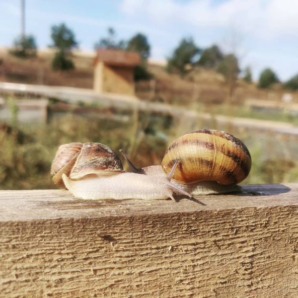 Эко-фермы и поля Киевской области: гастротур