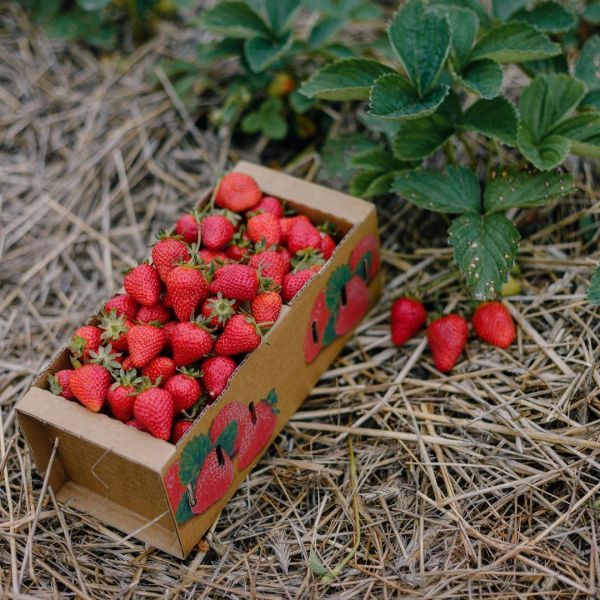 Эко-фермы и поля Киевской области: гастротур