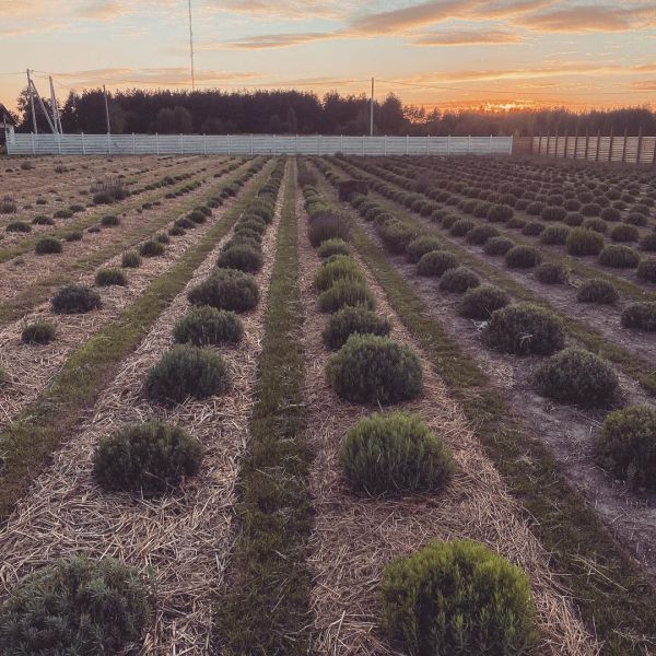 Эко-фермы и поля Киевской области: гастротур