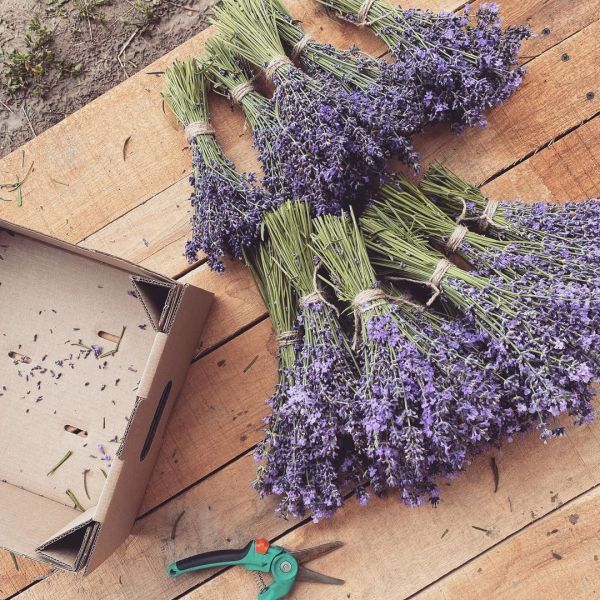 Эко-фермы и поля Киевской области: гастротур