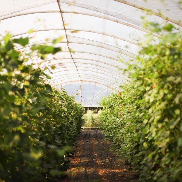 Эко-фермы и поля Киевской области: гастротур