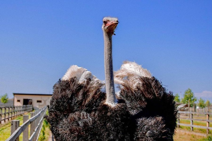 Эко-фермы и поля Киевской области: гастротур