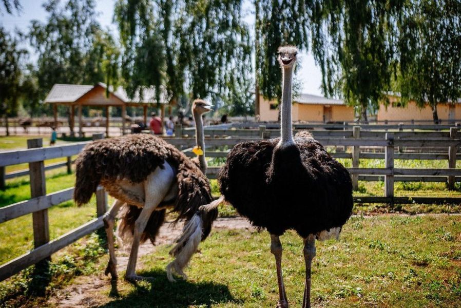 Эко-фермы и поля Киевской области: гастротур