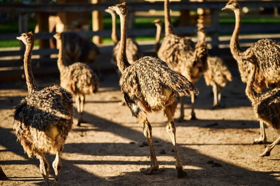 Эко-фермы и поля Киевской области: гастротур