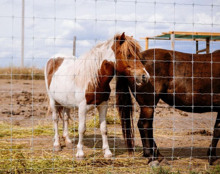 Эко-фермы и поля Киевской области: гастротур