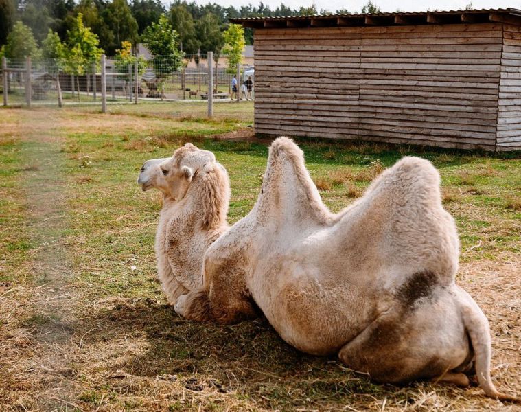 Эко-фермы и поля Киевской области: гастротур