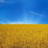 Александр Выговский